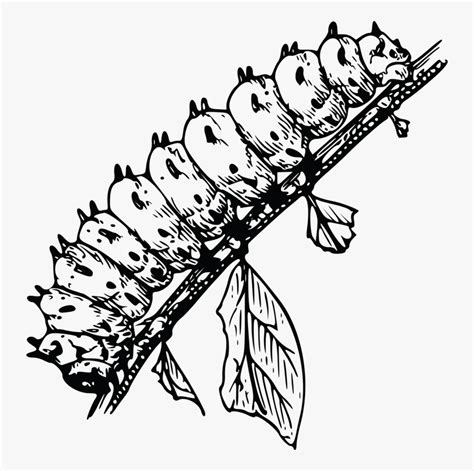 Clip Art Black And White Caterpillar Black And White Images Of