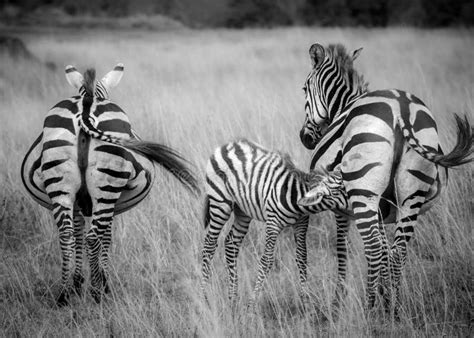 A Zebra Foal Nurses Amongst The Herd In The Savannah Stock Photo