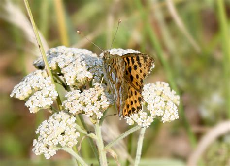 Kleiner Perlmuttfalter Small Fritillary Issoria Lathonia Flickr