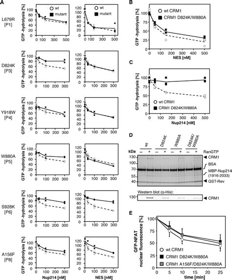 Crm1 Mutations In Fg Binding Patches Affect Nucleoporin And Nes Binding