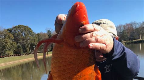 Biggest Goldfish In The World Ever Caught