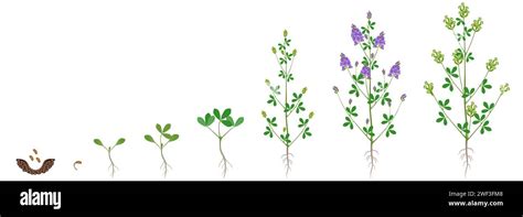 Cycle Of Growth Of Alfalfa Plant Isolated On A White Background Stock