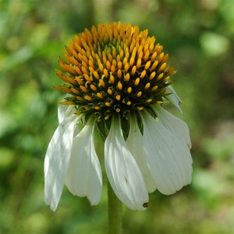 White Coneflower | Plants, Garden, Flowers