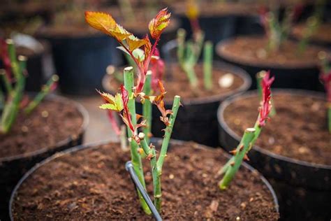 How To Plant And Care For Bare Root Roses Gardener’s Path