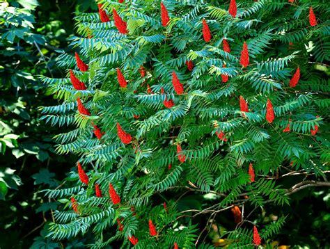 30 Staghorn Sumac Tree Seeds Rhus Typhina