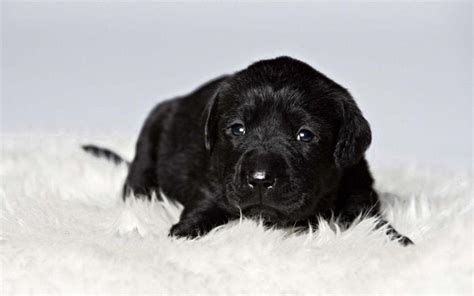 Black Labrador Wallpapers - Wallpaper Cave