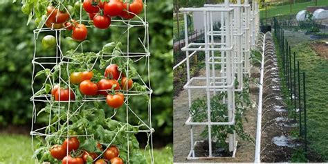 Diy Tomato Cage Ideas Building Support For Healthy Tomato Plants Natural Garden Tips