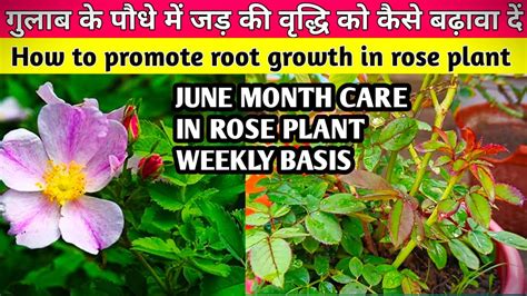 गर्मी में खराब हो चुके गुलाब के पौधों को कैसे सही करेजून Month Care