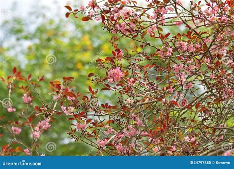 Rvore Cor De Rosa Do Mempat As Flores Que Florescem No Jardim Em