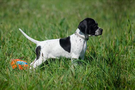 The 3 Best English Setter Breeders In The U.S.