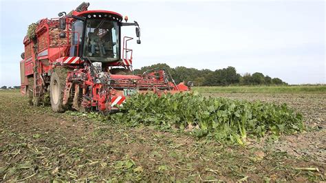 Laatste Week Bietencampagne Hectare Bieten In De Grond