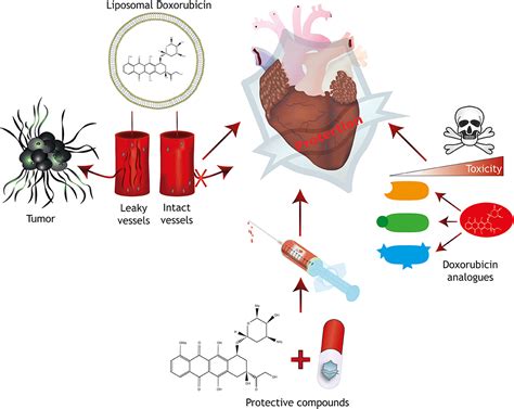 Frontiers Human Pluripotent Stem Cell Derived Cardiomyocytes For