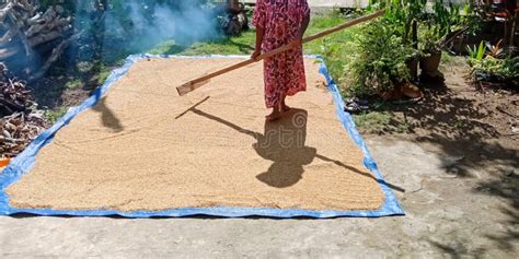 Processo De Secagem Antes Da Moagem Em Arroz Foto De Stock Imagem De