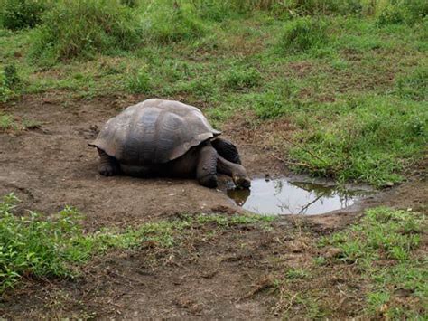 A Naturalists Pilgrimage To The Galapagos Smithsonian