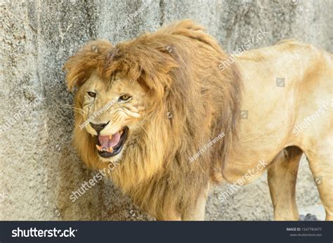 Closeup Shot Roaring Lion Stock Photo 1547783477 | Shutterstock