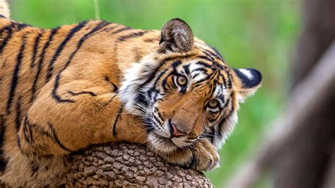 Animal Tiger HD Wallpaper