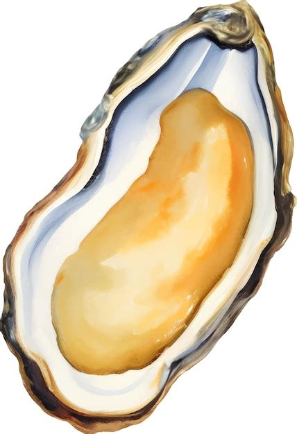 Premium Vector Fresh Oyster Detailed Hand Drawn Illustration Vector Isolated