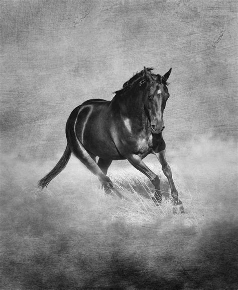 Horse Power Black And White Photograph By Michelle Wrighton Fine Art