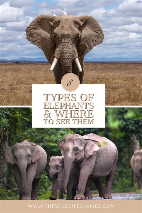 The 7 Types Of Elephants And Where To See Them In The Wild