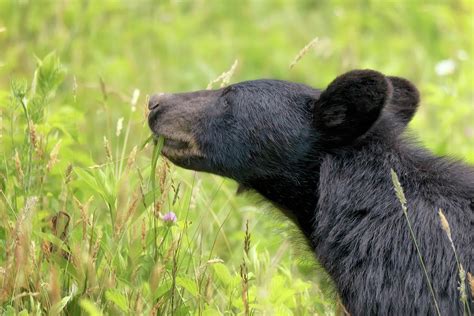Great Smoky Mountains Black Bear - Eat Your Vegetables Photograph by