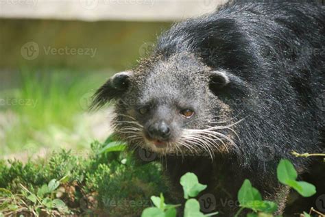 Bearcat Stock Photos, Images and Backgrounds for Free Download