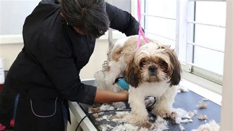 How Often Should You Groom Your Dog Wewantdogs