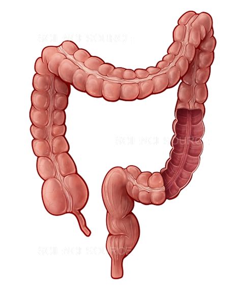 Large Intestine Illustration Stock Image Science Source Images