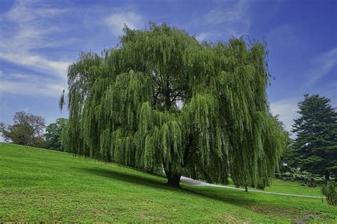 Weeping Willow Tree Landscape Free Photo On Pixabay Pixabay