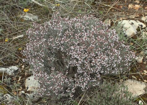 Thymus Vulgaris L Sbp Vulgaris Tomillo N Arba Bajo Jarama