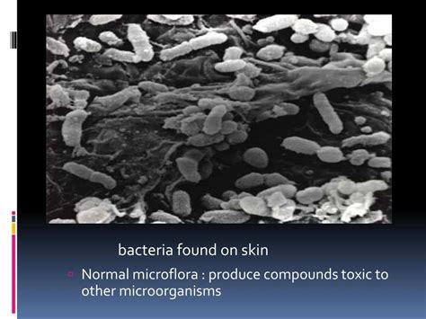 Ppt Foodborne Pathogens It Can Be Classified Into Three Forms