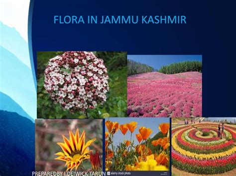 Jammu And Kashmir Flora And Fauna Ppt