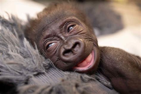 Premature Baby Gorilla Delivered at Fort Worth Zoo in Emergency C-Section, Mom Makes 'Full Recovery'