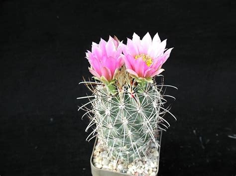 Free picture: cactus, plant, studio