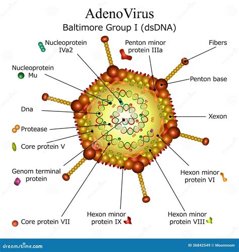 Diagramme De Structure De Particules De Virus Dadeno Illustration