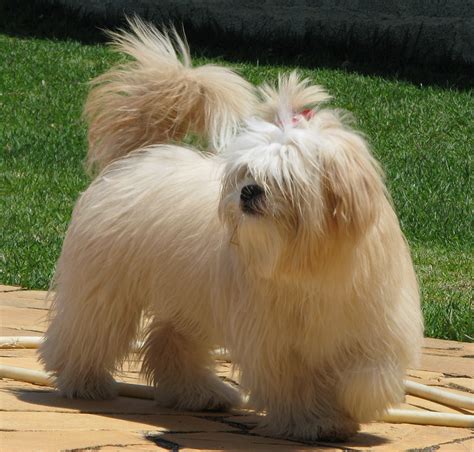 Razas De Perros Lhasa Apso Mi Perro Info