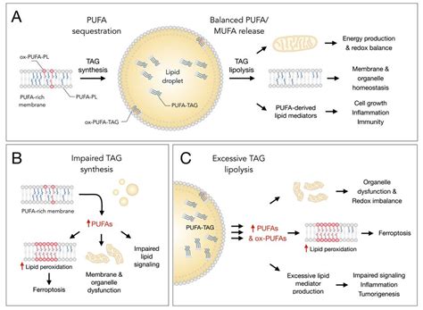 Lipid Droplets Lds Control Essential Cellular Processes And Protect