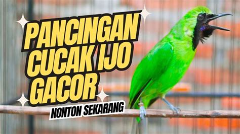 Pancingan Langsung Mau Jamtrok Cucak Ijo Gacor Full Isian Tembakan