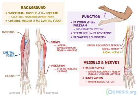 Brachioradialis: What Is It, Location, and More | Osmosis