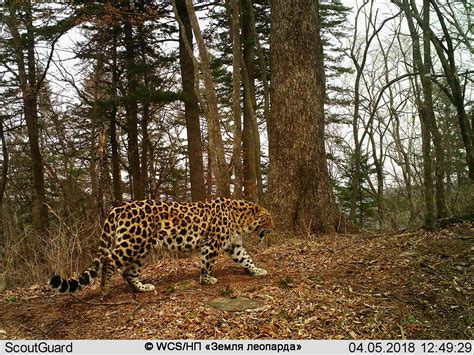 Amur Leopard Wild Photos Wildcats Conservation Alliance