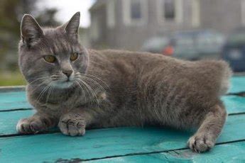 Claw Problems in Senior Cats | Pets - The Nest