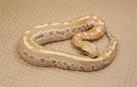 T Albino Druid Blood Python By Juggernaut Reptiles Morphmarket