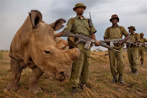 Inside The Dark World Of The Rhino Horn Trade