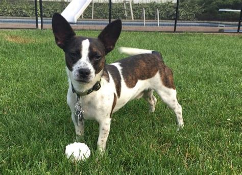 Rat Terrier Mixes 20 Different Rattie Crossbreeds K9 Web