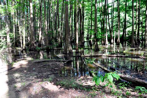 Noxubee National Wildlife Refuge In Mississippi