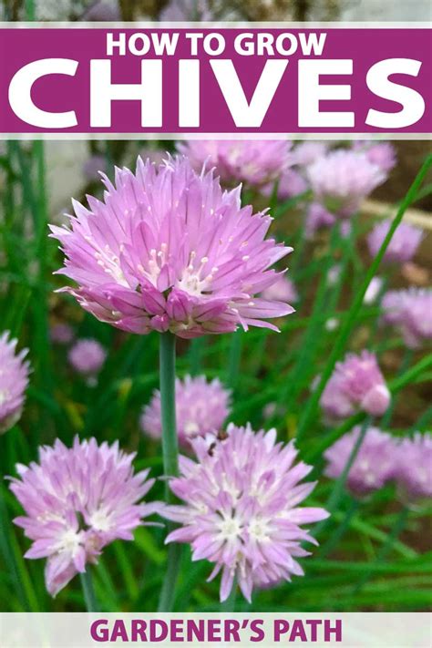 How To Grow Chives In The Herb Garden Gardener’s Path