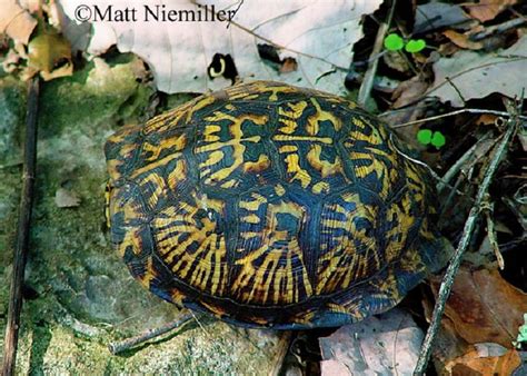 Eastern Box Turtle State Of Tennessee Wildlife Resources Agency