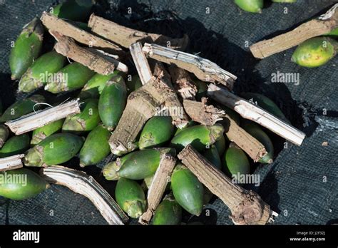 Papua New Guinea Betel Nut Hi Res Stock Photography And Images Alamy