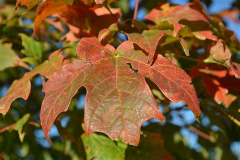 Red Fall Maple Leaf - Green Thumb Advice