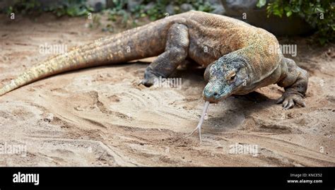 Komodo Dragon Varanus Komodoensis Using Its Tongue To Sample The Air