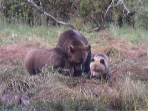 Grizzly cubs – different size and colour | Grizzly Bear Tours & Whale ...